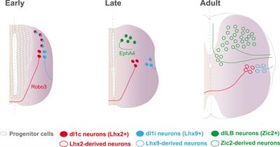 Transcriptional Control of Axon Guidance at Midline Structures